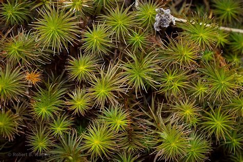 Maryland Biodiversity Project Common Haircap Moss Polytrichum Commune