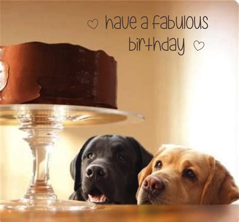 Happy Birthday Cake Dog Labrador Retriever Cute Loose Leash