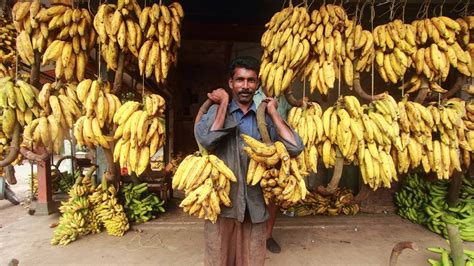 Find Out Why Kerala Loves The Nendrapazham Local Banana Varieties In
