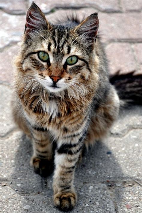 367 Best Tabby Catskittens Images On Pinterest Kitty