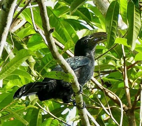 Sulawesi Hornbill Birdforum Opus Birdforum