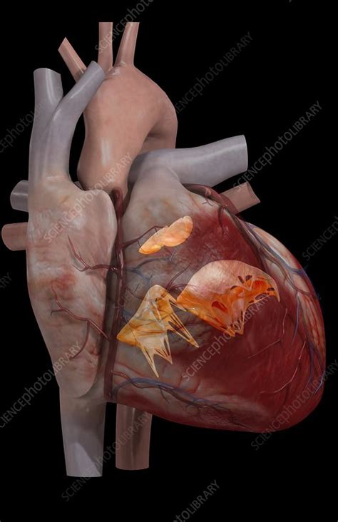 Heart Valves Stock Image C0082946 Science Photo Library