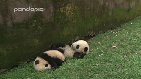 Watch Rolling Pandas Funny Video Youtube