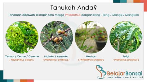Belajar Bonsai Tahukah Anda Pohon Dan Tanaman Ini Satu Marga Dengan Ileng Ileng Mangsi
