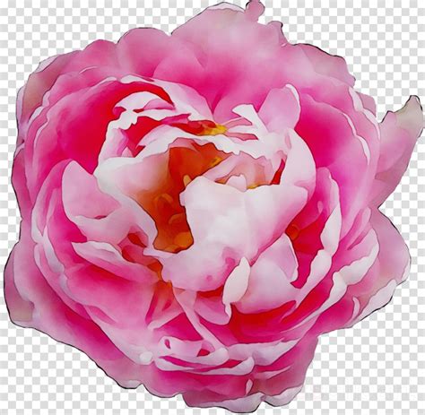 Peony Clipart Clear Background Rose Peony Clear Background Rose
