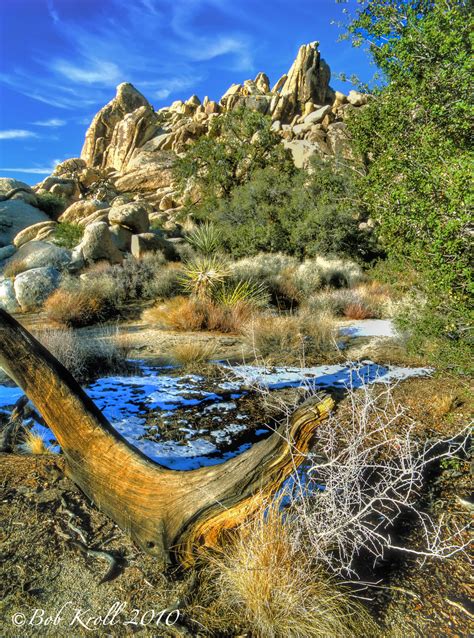 Joshua Tree National Park In Winter Hdr Creme