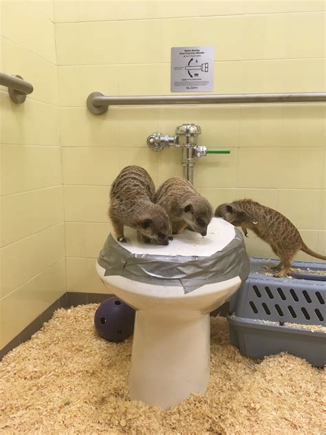 Meerkats In The Bathroom Happy Hollow Zoo Still Recovering After San