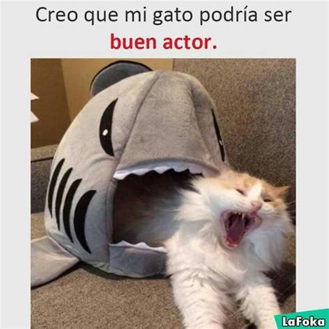 Pin De Ana Ponce En Memes Meme Gato Humor Divertido Sobre Animales