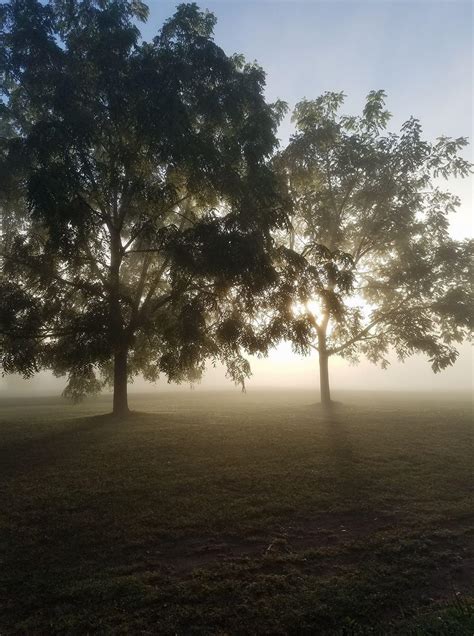 Foggy Morning In My Yard Rfoggypics