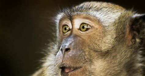 Monkey Develops Autism Symptoms In World First As Its Given