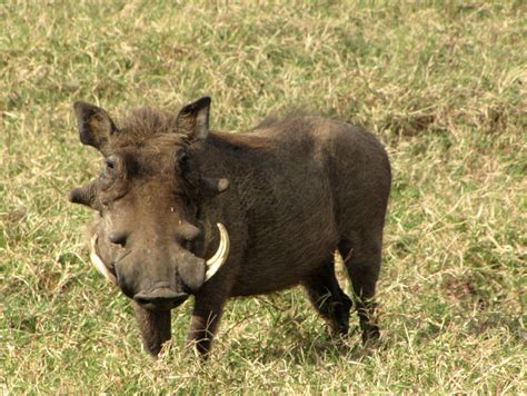 Tense Of Thousands Animal Of The Day Warthog