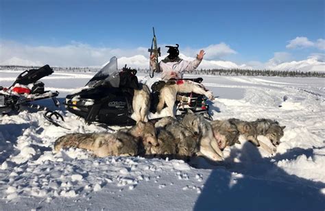Assault Rifle Slaughter Of Denali Wolves Exposing The Big Game