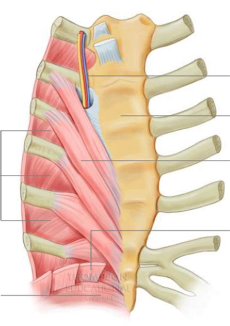 The function of the rib cage is to filter the blood it receives, processing the blood. Rib Cage Diagram With Muscles - Thoracic Spine Anatomy And ...