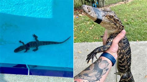 Florida Swim Team Gets Surprise Visit From Gator During Practice
