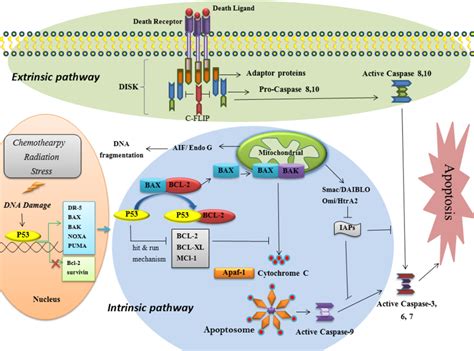 Figure 1 From Molecular Mechanisms Of Apoptosis And Roles In Cancer