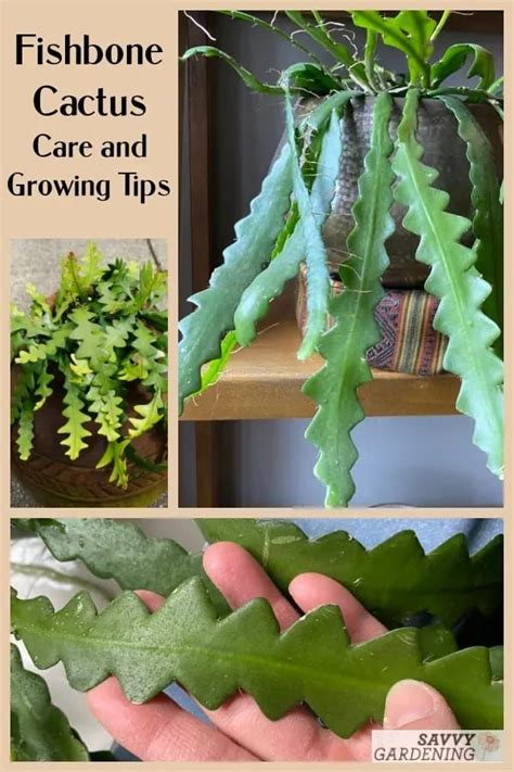 Fishbone Cactus: How to Grow and Care for this Unique Houseplant