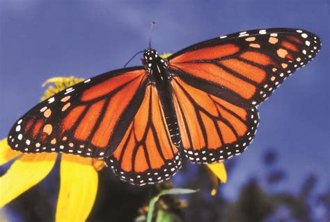 The Windham Eagle Lifestyles Saving The Monarch Butterfly By Harrison Wood