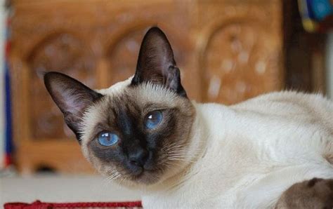 Balinese Cat Breed Pets Photos Mascotas