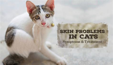Skin Problems In Catssymptoms And Treatment Discountpetcare