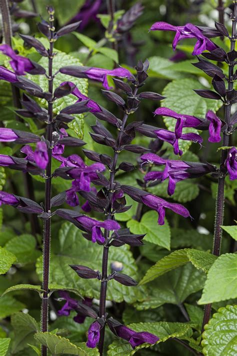Rockin Deep Purple Salvia Hybrid Proven Winners