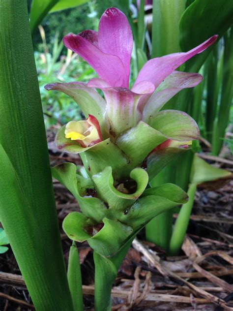 Curcuma Aeruginosa Pink And Blue Ginger Gingerwood Nursery