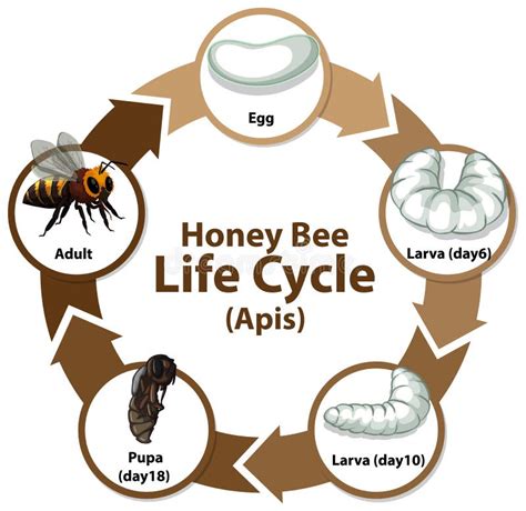 Diagrama Que Mostra O Ciclo De Vida Das Abelhas Produtoras De Mel