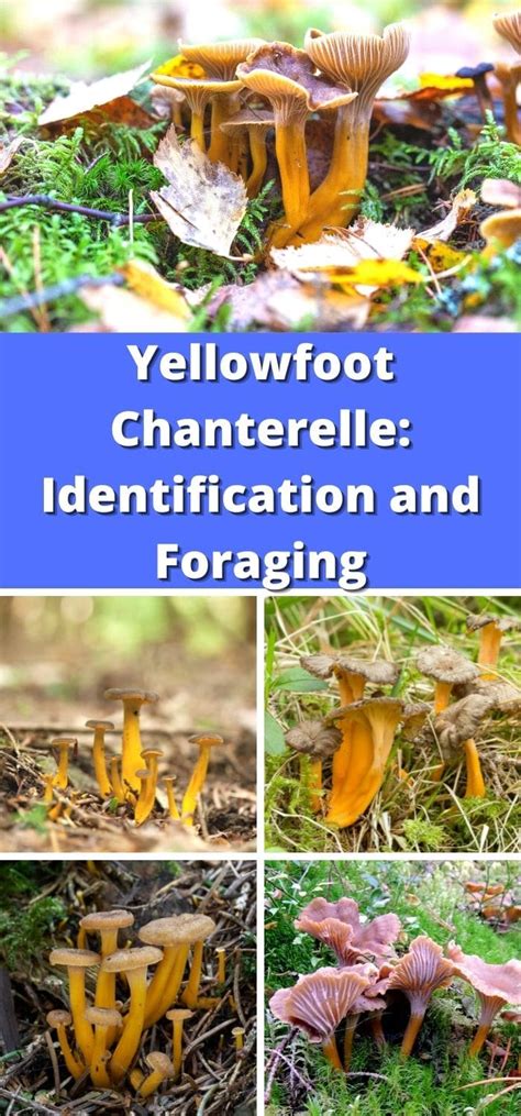 Yellowfoot Chanterelle Identification Foraging And Lookalikes