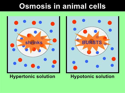Check spelling or type a new query. Diffusion and Osmosis