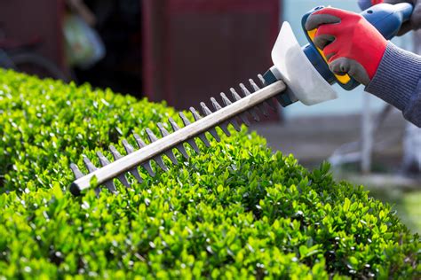 The best selection of royalty free bushes bush hedge vector art, graphics and stock illustrations. The Ultimate Guide To Trimming your own bushes