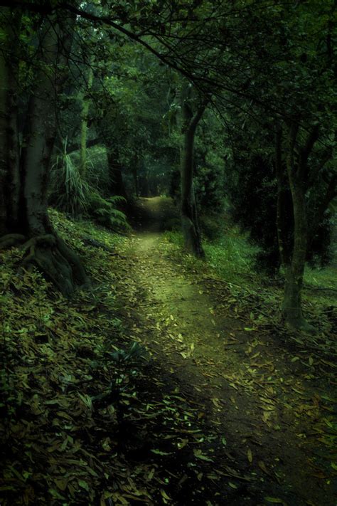 After losing all the hope. Dark Forest, New Zealand photo on Sunsurfer