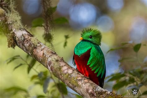 Baby Quetzals
