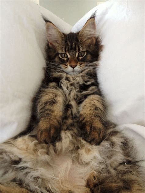 Here they tend to weigh between five and eight pounds. Maine Coon 3 months | Cats | Pinterest | ねこ、すき、猫