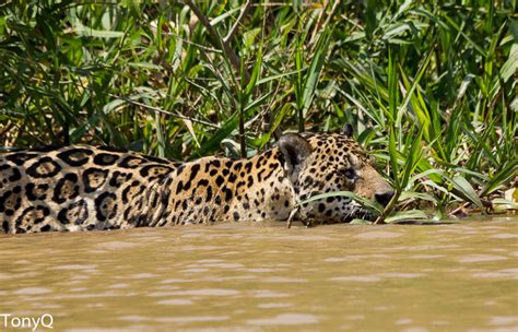 Show us your Jaguars - Wildlife images from around the world - Safaritalk