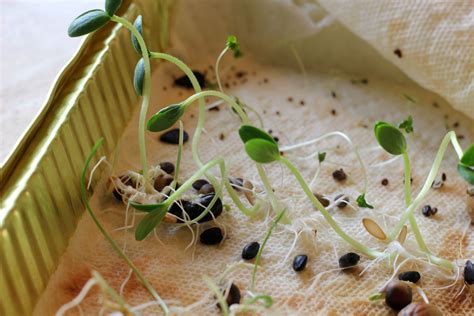 rmh-fotodesign: Sprouting Seeds Experiment