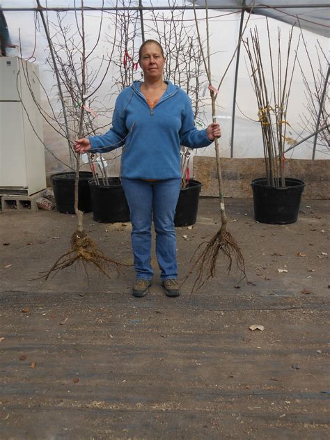 Bare Root Fruit Trees Available Now