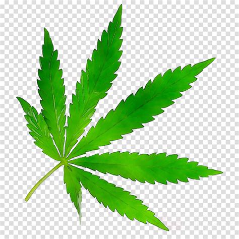 Weed Leaf Transparent Png Free Logo Image