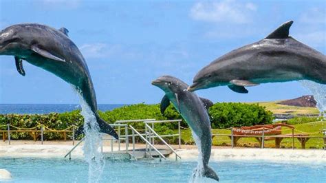 Sea Life Park Dolphin Adventures Oahu Roberts Hawaii