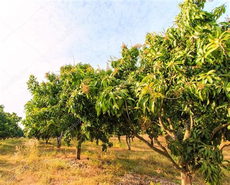 Mango Orchards Stock Photo By Deerphoto 55331771