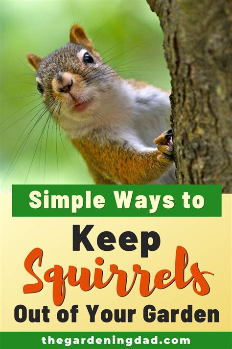 Simple Ways To Keep Squirrels Out Of Your Garden Artofit