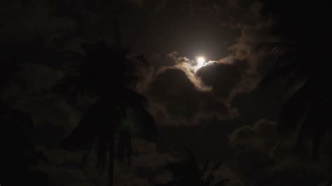 Palm Trees Under The Moonlight Bright Moon At Dark Night Speed Up