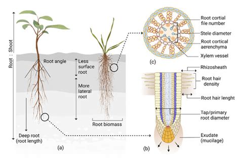Plants Free Full Text Roots Drought Adaptive Traits In Crop