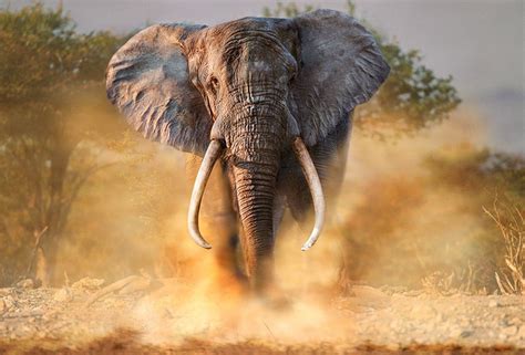 Elephants By Steve Bloom In Pictures Bull Elephant Elephant