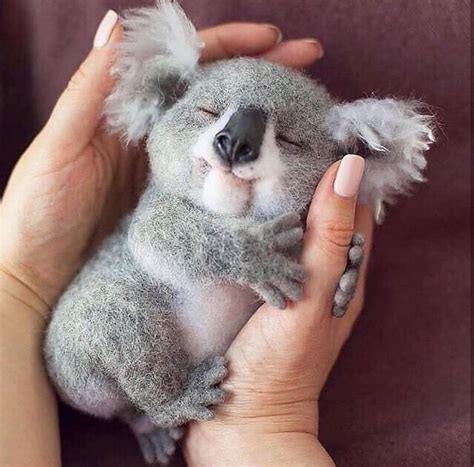 아름다운 아기 ️ ️ ️ ️ 동물입니다 너무 아름답습니다 귀여운 아기 동물 코알라 아기 동물