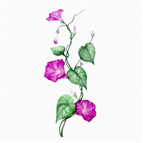 Morning Glory Illustrations Royalty Free Vector Graphics And Clip Art