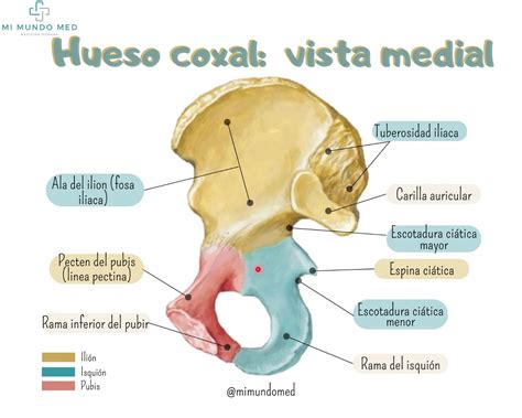 Pin De Madugarcia En Ossos Hueso Coxal Iliaco Coxal