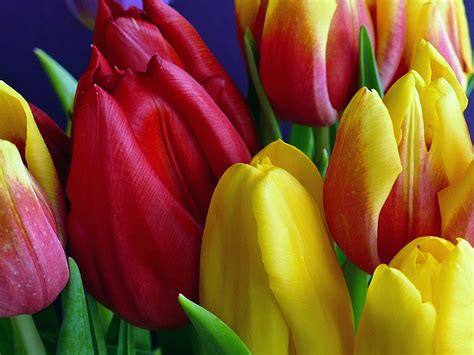 Spring Flowers Red Yellow And Yellow Pink Tulips Ultra Hd Wallpapers For Desktop Mobile Phones