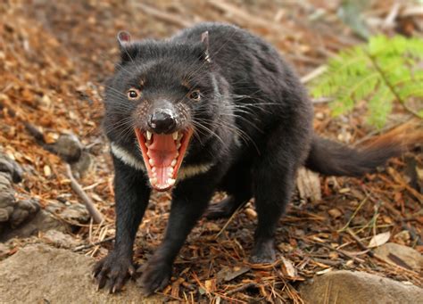 The Tasmanian Devil | All Amazing Facts | The Wildlife