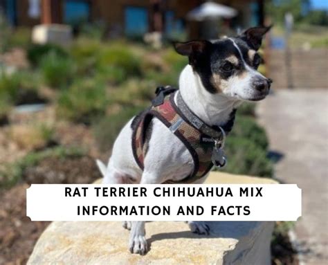 Top 10 Chihuahua And Rat Terrier Mix Puppy You Need To Know
