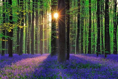 Most Beautiful Forests In The World The List Of Top 10 Storytimes