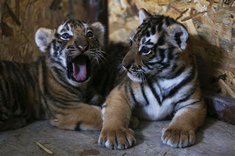 Istanbuls AslanPark Welcomes Bengal Tiger Cubs Daily Sabah